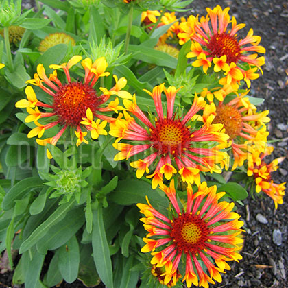 image de Gaillardia x grandiflora Fanfare