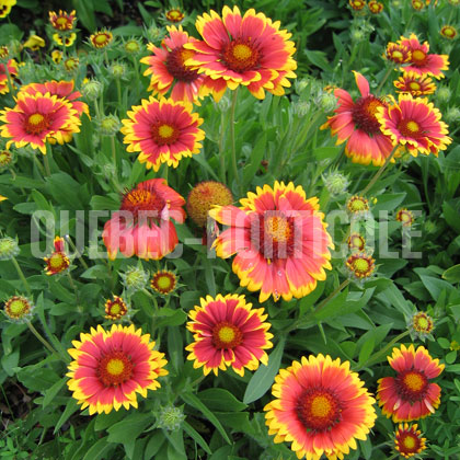 image de Gaillardia x grandiflora Goblin