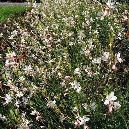 image de Gaura lindheimeri Geyser® White