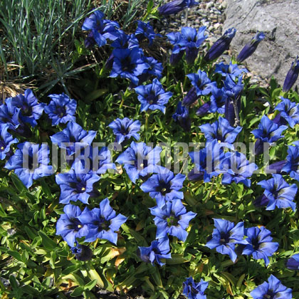 image de Gentiana acaulis 