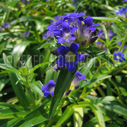 image de Gentiana dahurica 