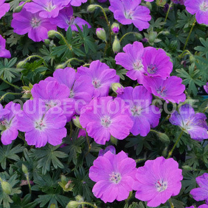 image de Geranium sanguineum Max Frei