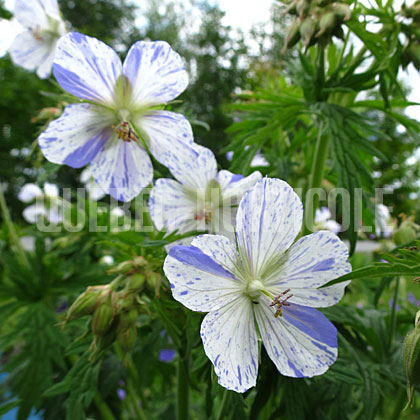 image de Geranium pratense Splish Splash