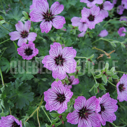 image de Geranium cinereum Ballerina