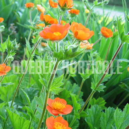 image de Geum x borisii 