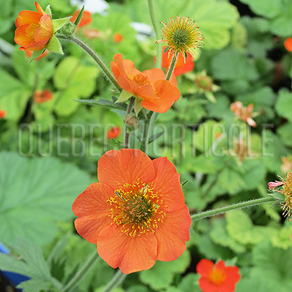 image de Geum Totally Tangerine