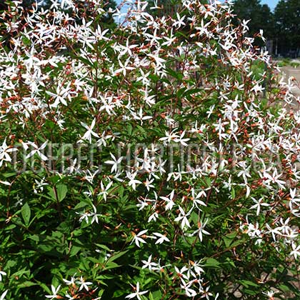 image de Gillenia trifoliata 