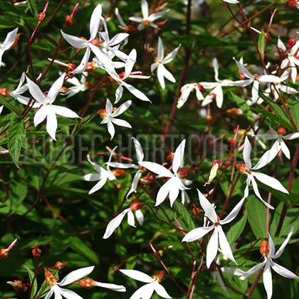 image de Gillenia trifoliata 