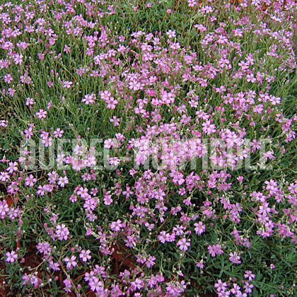 image de Gypsophila repens Rosea