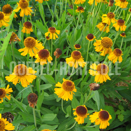 image de Helenium x The Bishop