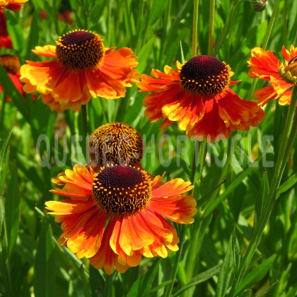 image de Helenium x Mardi Gras