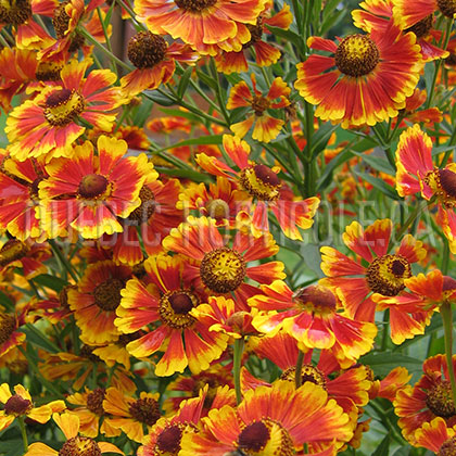 image de Helenium x Rotgold