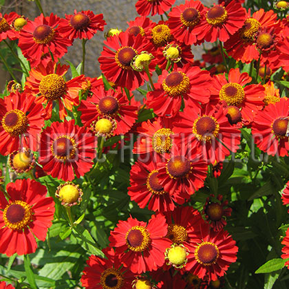 image de Helenium x Rubinzwerg