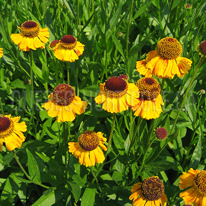 image de Helenium x Wyndley