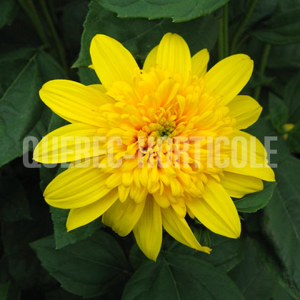 image de Helianthus x multiflorus Happy Days