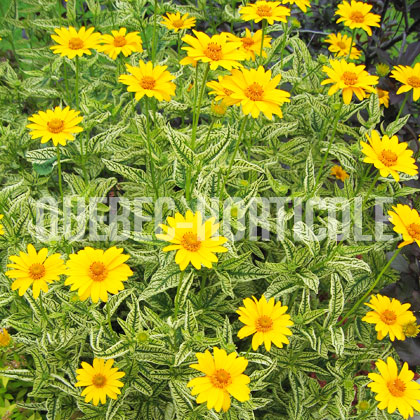 image de Heliopsis helianthoides Loraine Sunshine™