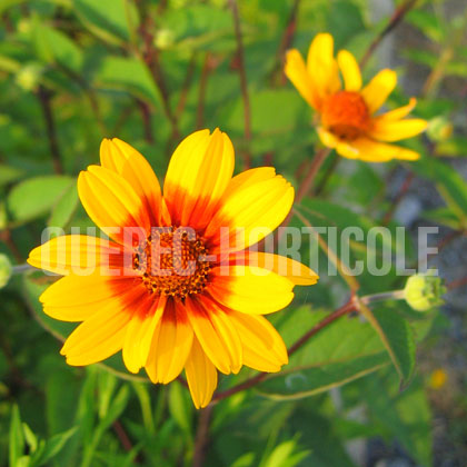 image de Heliopsis helianthoides scabra Prairie Sunset