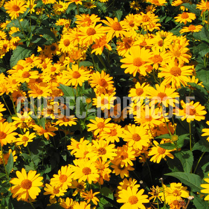 image de Heliopsis helianthoides Tuscan Sun