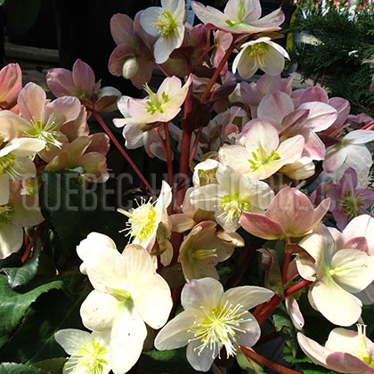 image de Helleborus Pink Frost