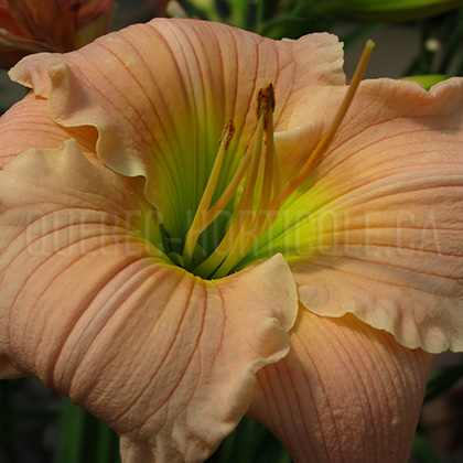 image de Hemerocallis Barbara Mitchell