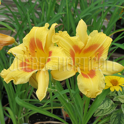 image de Hemerocallis Black Eyed Stella