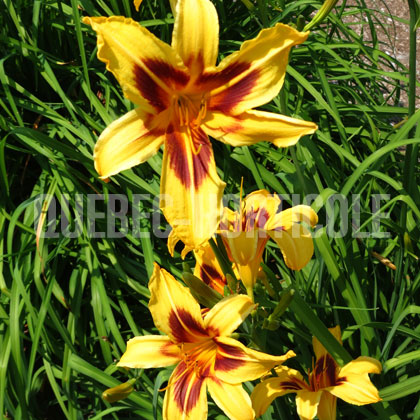 image de Hemerocallis Bonanza