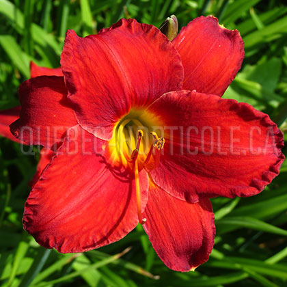 image de Hemerocallis Chicago Apache