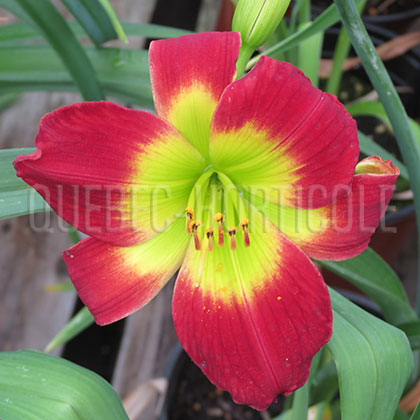 image de Hemerocallis Christmas Is