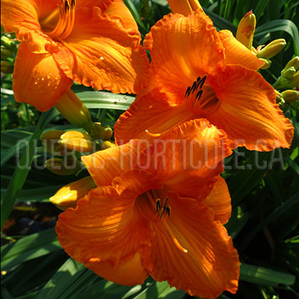 image de Hemerocallis Dehara