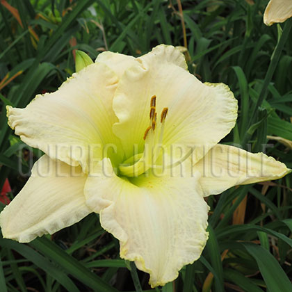 image de Hemerocallis Early Snow