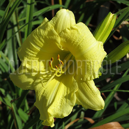 image de Hemerocallis Going Bananas