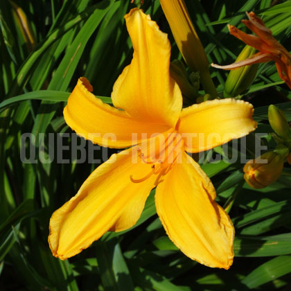 image de Hemerocallis Golden Gate