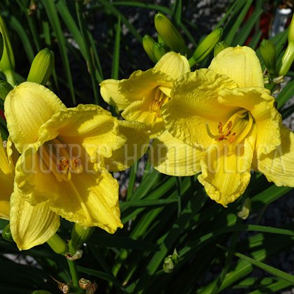 image de Hemerocallis Happy Returns