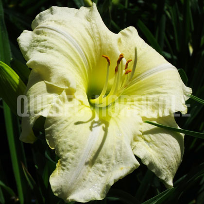 image de Hemerocallis Joan Senior