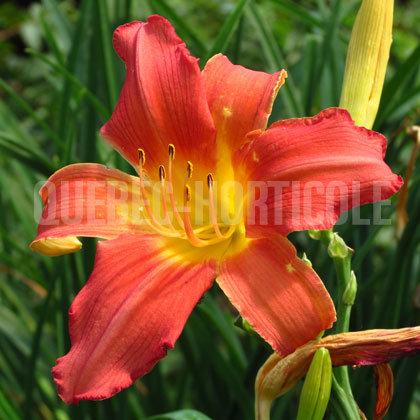 image de Hemerocallis Red Fountain