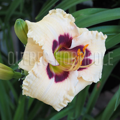 image de Hemerocallis Siloam Ury Winniford