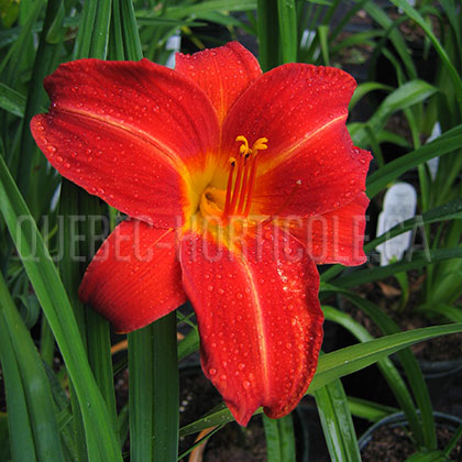 image de Hemerocallis Anzac