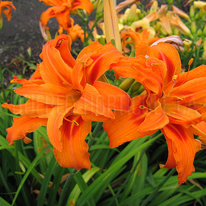 image de Hemerocallis Apricot Beauty