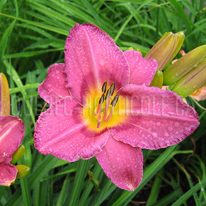 image de Hemerocallis Chicago Plum Pudding