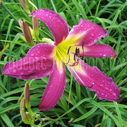 image de Hemerocallis Fellow