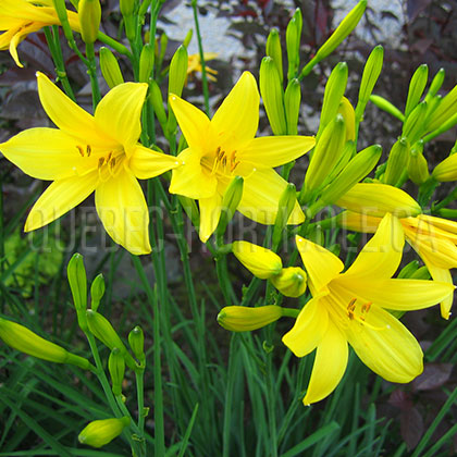 image de Hemerocallis lilioasphodelus (H. flava) 