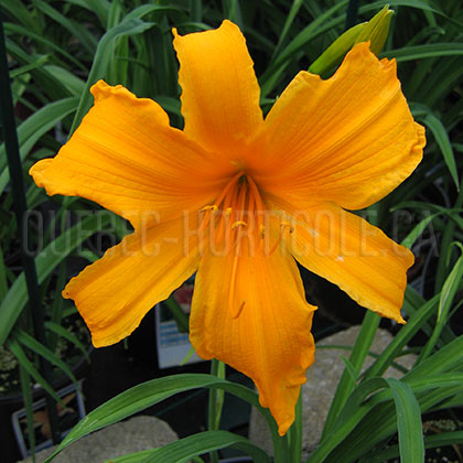 image de Hemerocallis Jersey Spider