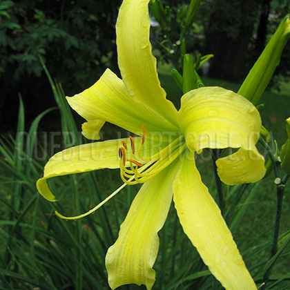 image de Hemerocallis Lady Fingers