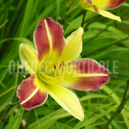 image de Hemerocallis Magic Dawn