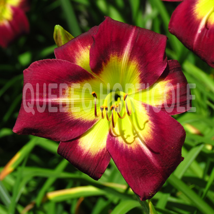 image de Hemerocallis Night Beacon