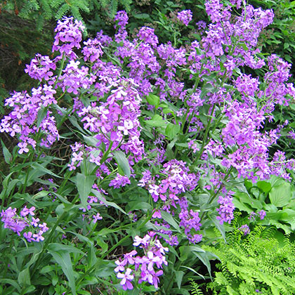 image de Hesperis matronalis 