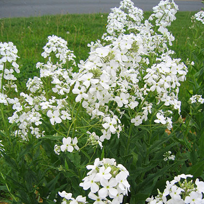 image de Hesperis matronalis 