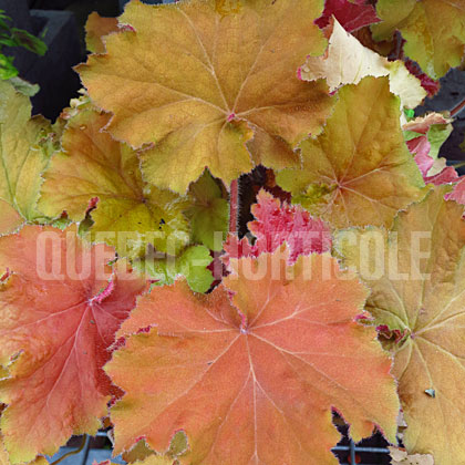 image de Heuchera x Big Top Gold