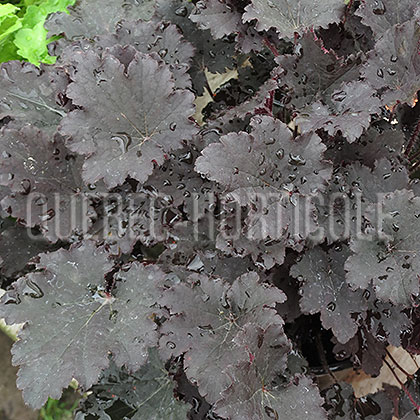 image de Heuchera x Binoche