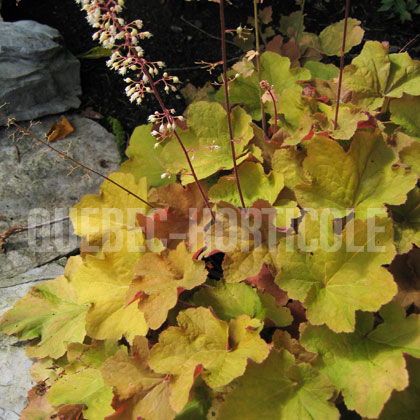 image de Heuchera x Caramel